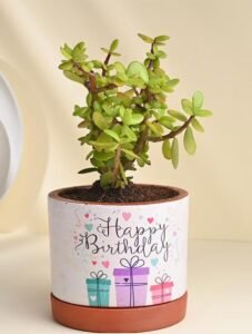 Birthday Planter with Jade Plant